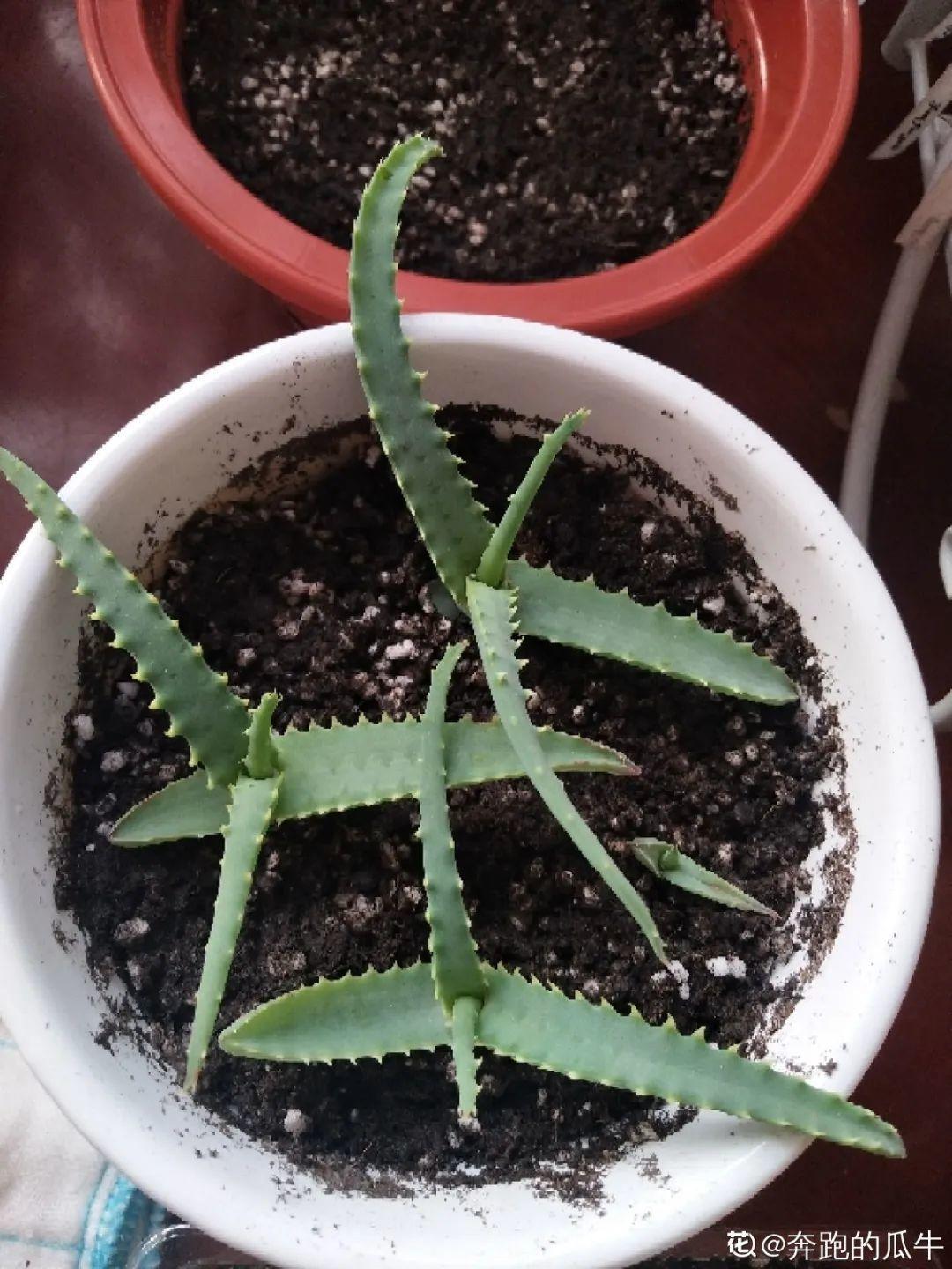 3种花不用扦插,掰下来就能活,1盆变10盆,懒人也能养!