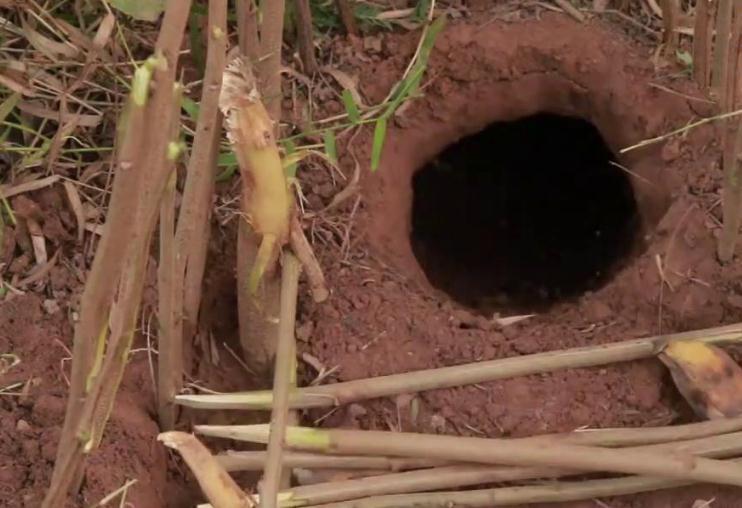 豹子@“活武松”何广位:生擒7只老虎,230只豹子,他比武二郎还厉害?