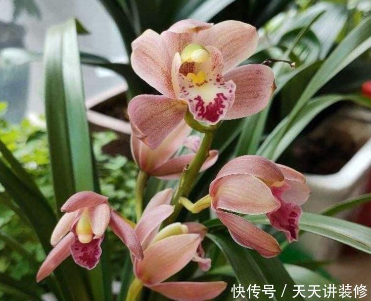 4种花好养漂亮又便宜，要型有型，要香有香，花开富贵