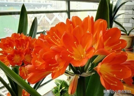 君子兰黄叶、烂根,5招就行了,叶绿、叶大,开花更多更美!