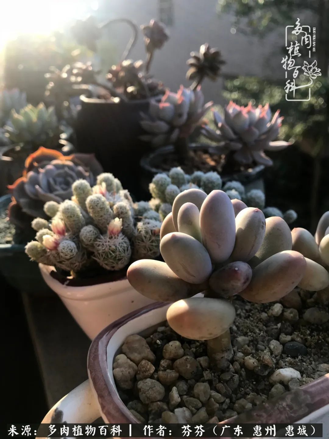 养花|一种爱好就是一种境界，养花养多肉可以培养一个人的心境！