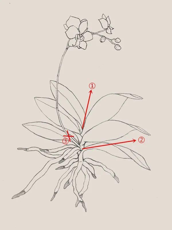 蝴蝶兰在家里怎么养？这些问题的解答来了！