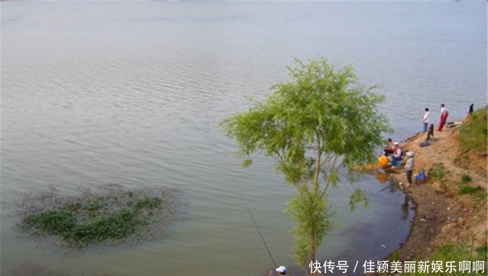 地形|野钓鲤鱼,选择钓位有“5看”,鲤鱼扎堆的地方,是可以看出来的