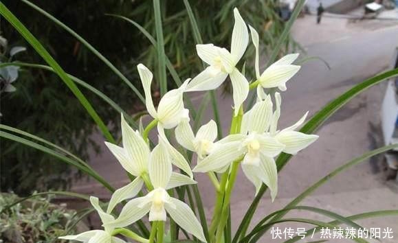 养兰花,牢记一个字,开花够豪气!