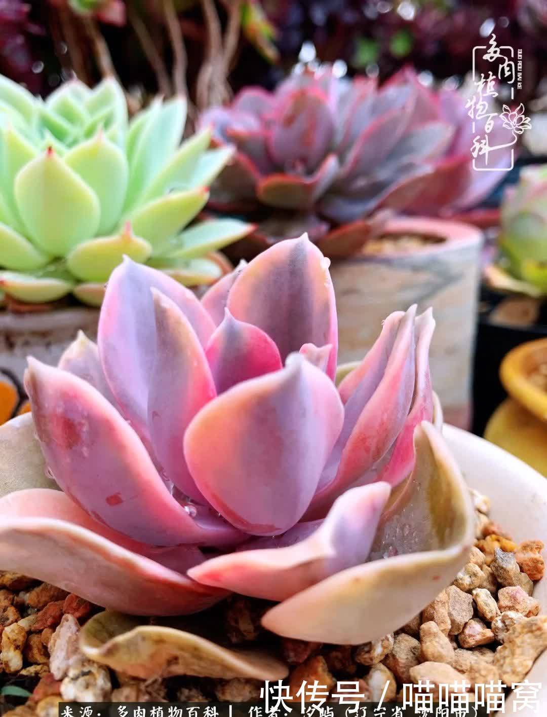 美杜莎|偶然相遇多肉,却成为心中挚爱!