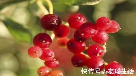 食物|对身体好处多的食物,坚持常吃,到降血压,滋肾补虚,补血美容