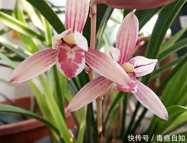 兰花容易出现软腐病做好这“4件事”,及时预防,才能株壮花美!