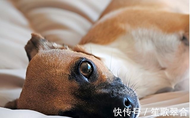 成年犬|缺钙不是老年犬的特有,成年犬也会缺钙,主人要知道怎么补