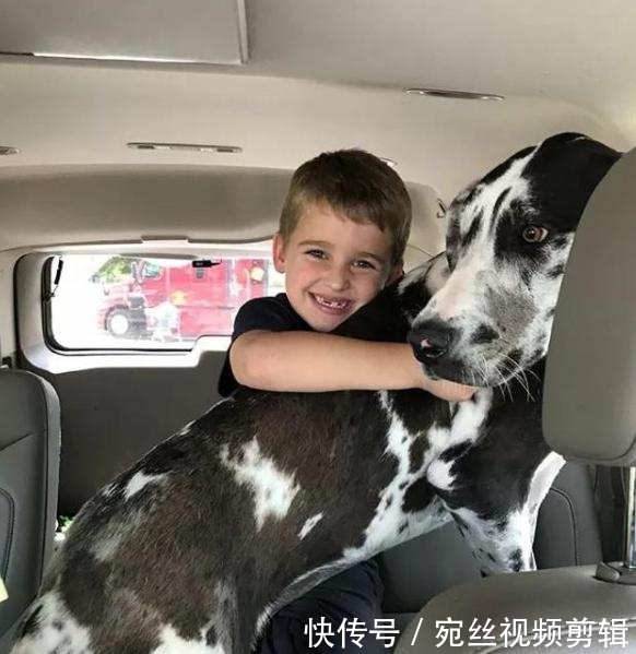 世界上最大的狗 大丹犬 能够牵着出门 简直太威风了 快资讯