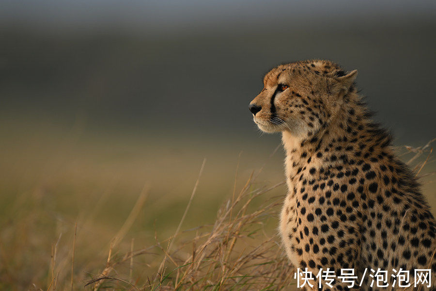 样片|高素质！尼康Z 400mm f/2.8 TC VR S实拍样片