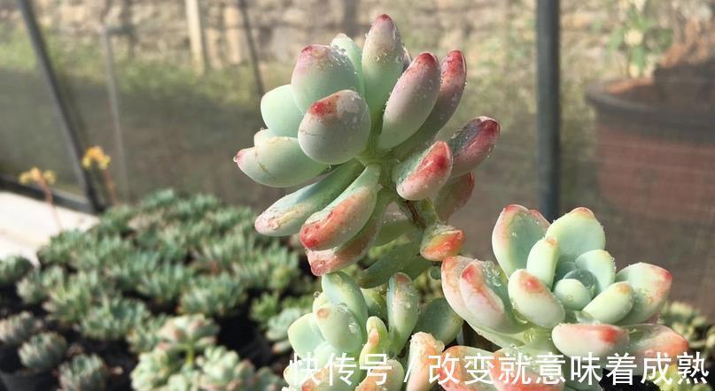 养多肉,新人入坑,记牢这3点,少走弯路,盆栽养得好