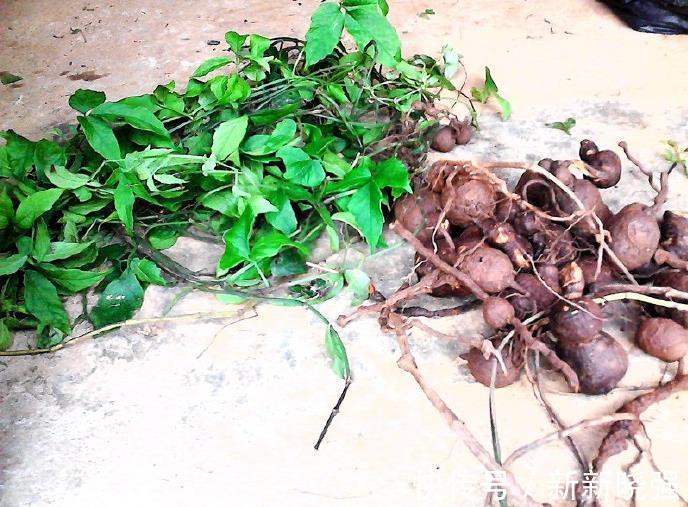 金丝吊葫芦|三叶青也叫“石老鼠”,常见于山林中,农民眼中“天然抗生素”