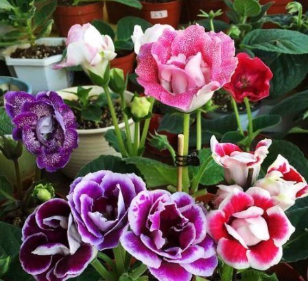 三角梅|3种花,都是开花小能手,养在家里繁花似锦,清新脱俗,懒人最爱