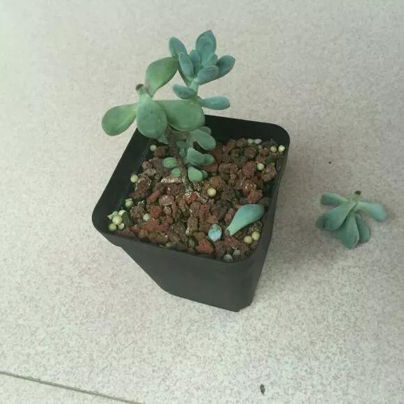 秋天|绿萝君子兰烂心叶黄，“剃个头”新芽直冒，呼呼爆盆！