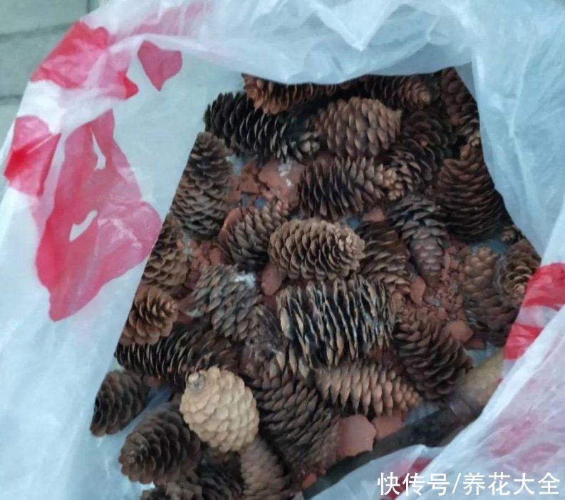 换盆用它垫盆底，养花效果非常好，花卉越长越旺盛