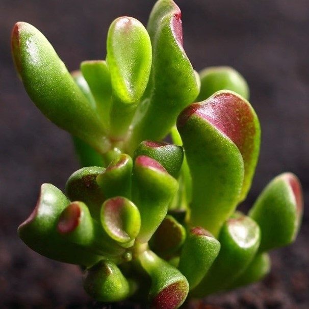 多肉植物|观赏价值高又好养的盆栽多肉植物,太阳一晒就变颜色!