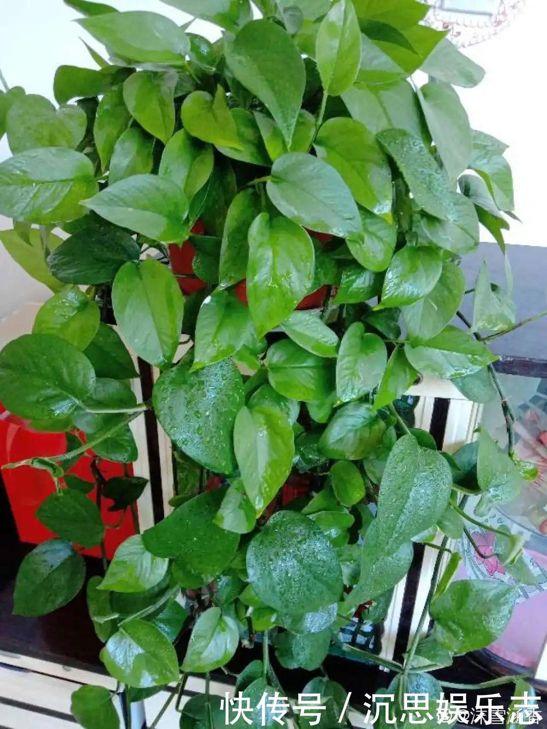 花友种在家门口多年的花，全被人折了，因为不吉利