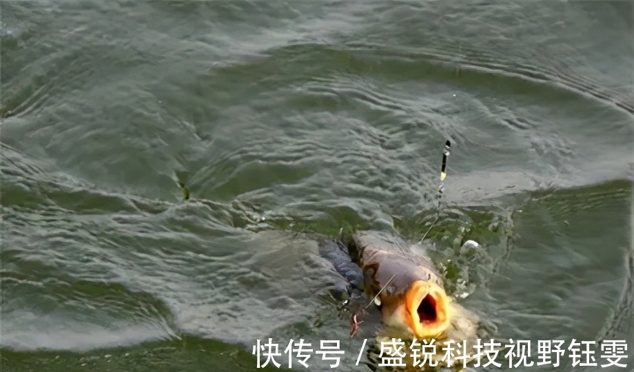 垂钓|人不舒适时鱼却感觉舒适,正是钓鱼的大好时机,千万别错过!