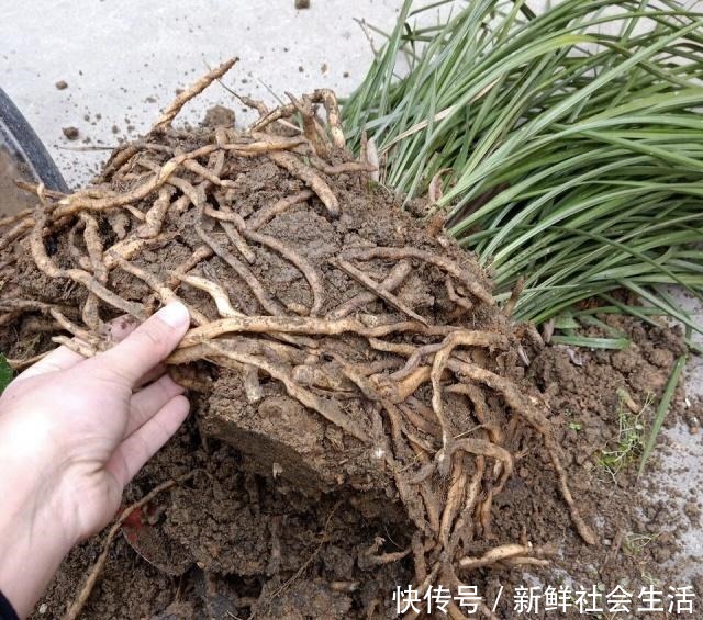 养花换盆换土，记得做关键“1步”，不然全是“白干”，别忽视！