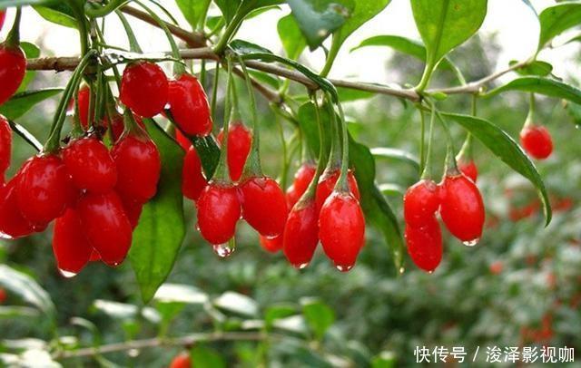 蜂蜜|钓鱼人用枸杞来钓鱼,网友表示成本太高,钓鱼人关键是有效!