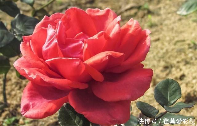 存活率|在屋顶养月季,要注意几点,存活率高开花多