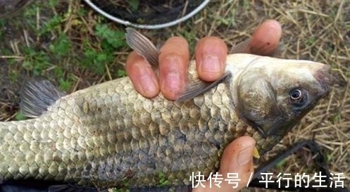 野钓鲫鱼,用几号钩才能中鱼多,跑鱼少呢