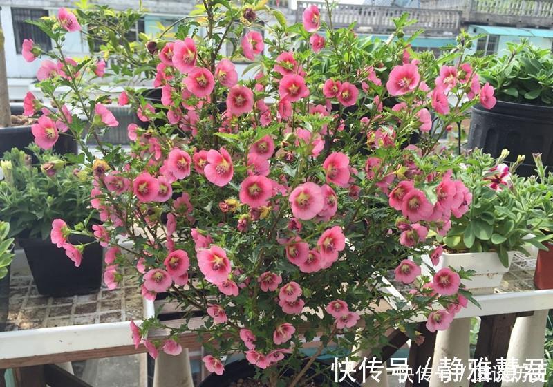 铁莲花|4种花越看越喜欢，比切花玫瑰还美，开花勤快