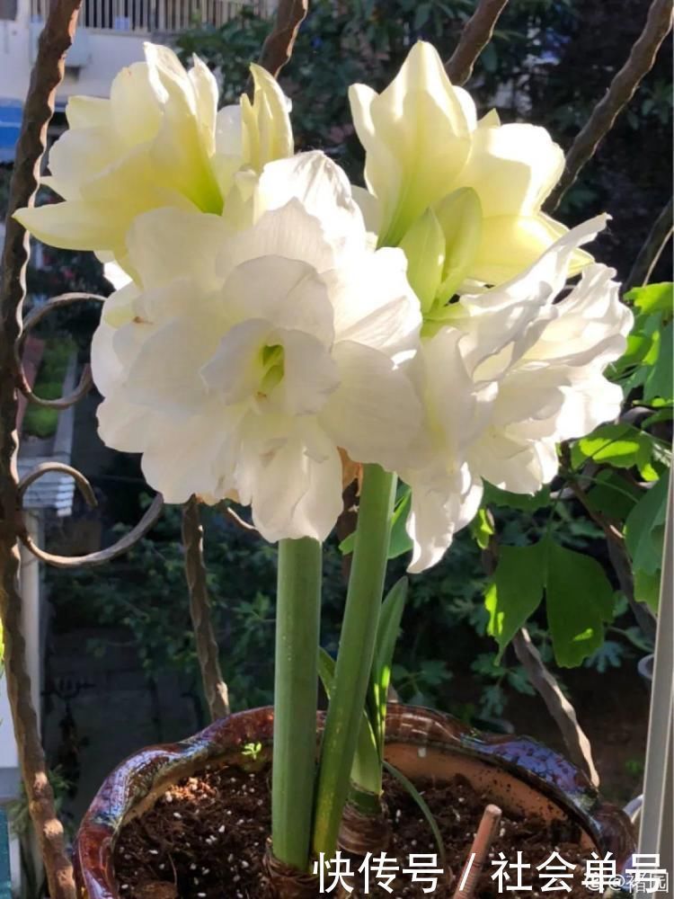 营养液|朱顶红埋土里,如何能年年开花,球变大、变多?