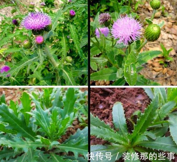 叶子|若长在您家房前屋后，记得采叶子就好，请别挖根，价值真的好珍贵