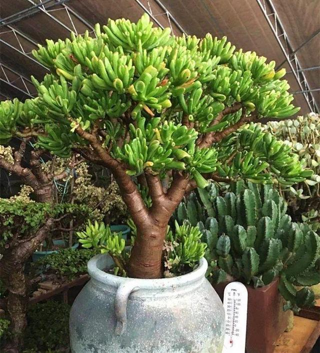 1种“玉树”大家都叫“吸财树”,叶子好看,一到秋天就“上色”