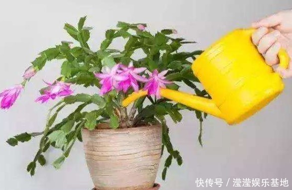 室内养花浇水很关键,学会这“4招”,养花才能不烂根