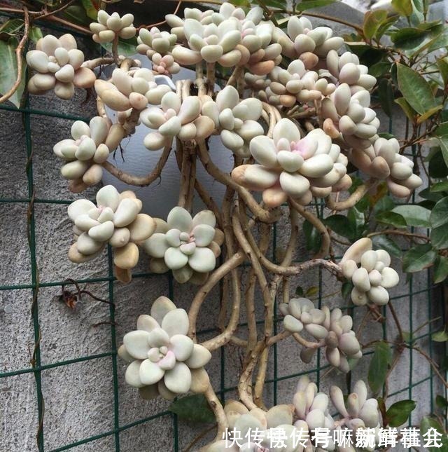 多肉|她用2年时间,把多肉养成“悬崖老桩”,总结了3个实用方法!
