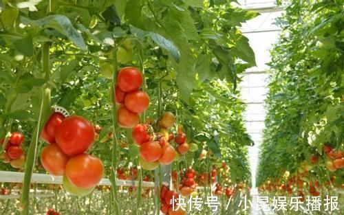 肝脏|医生:肝不好的人,厨房里3种蔬菜要少吃,以免转氨酶升高过快