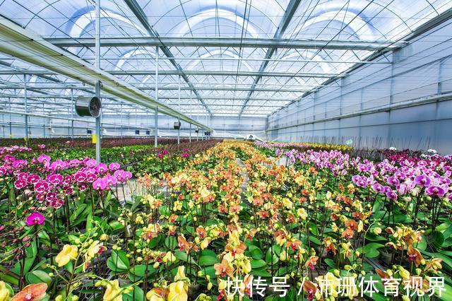 茎杆|老花匠直言：5种花建议去当地花市购买，能不网购尽量别网购