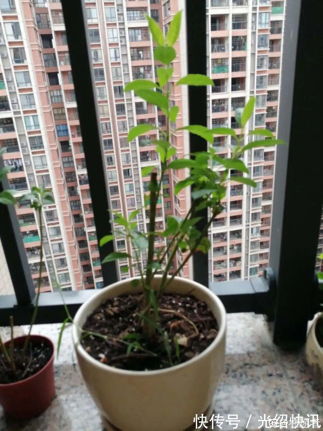 大粗杆插土里,7天生根,当年结果压弯枝,不用买水果了!