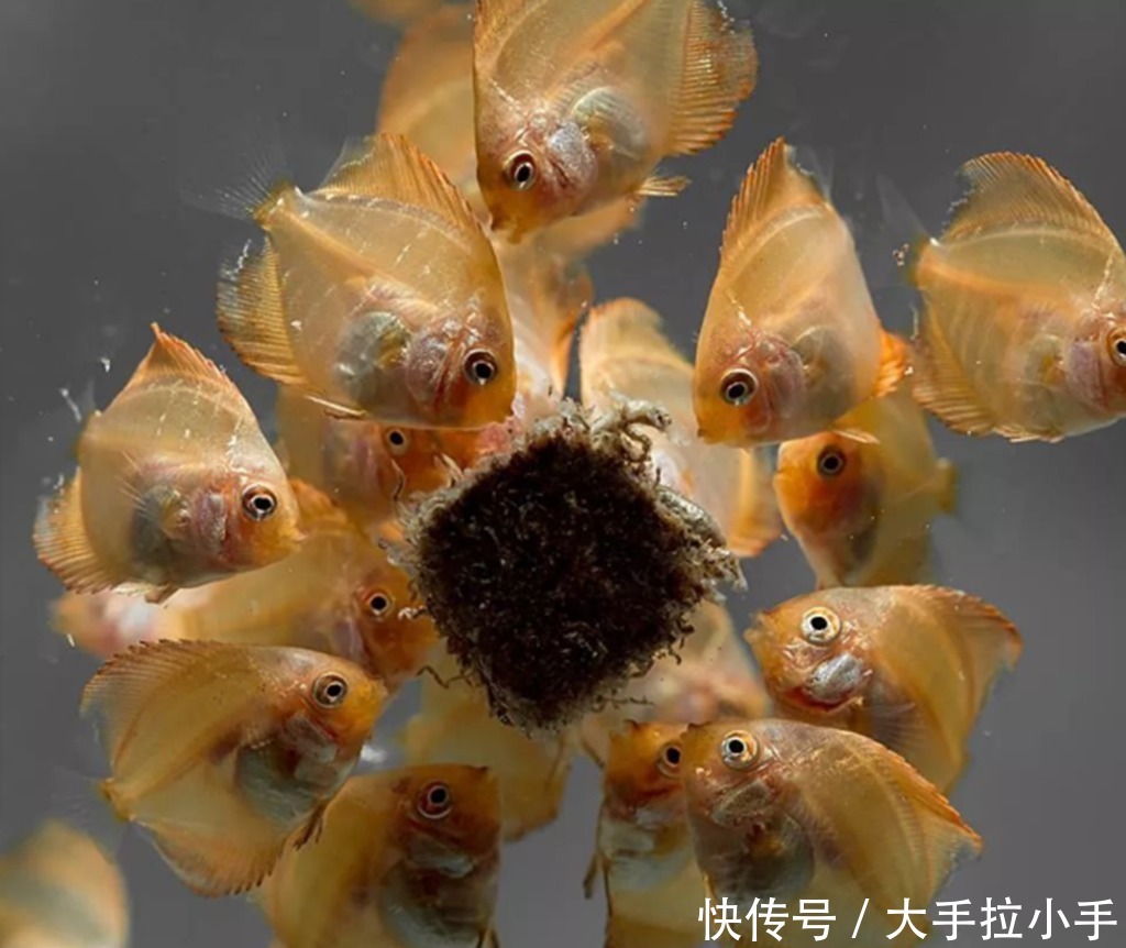 燕鱼的繁殖与孵化视频 燕鱼的繁殖与孵化视频