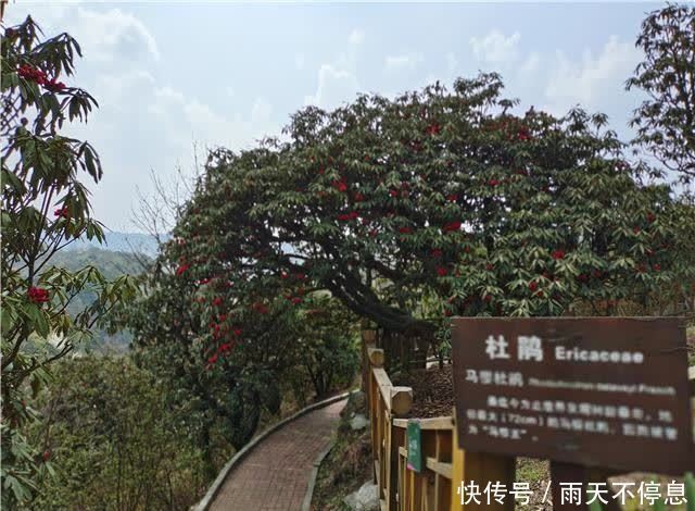 杜鹃花王景区：杜鹃花开映山红 醉美春色藏山中