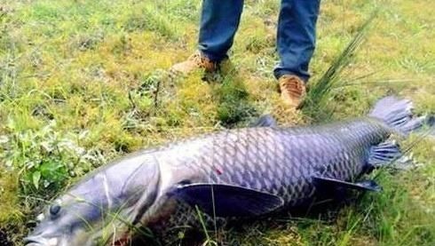 青鱼是淡水鱼中的上品,为何却有“鬼鱼”“索命鱼”之称?