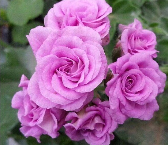 不是玫瑰胜似玫瑰！花开“4季”，见光就旺，比菊花更好养，值了