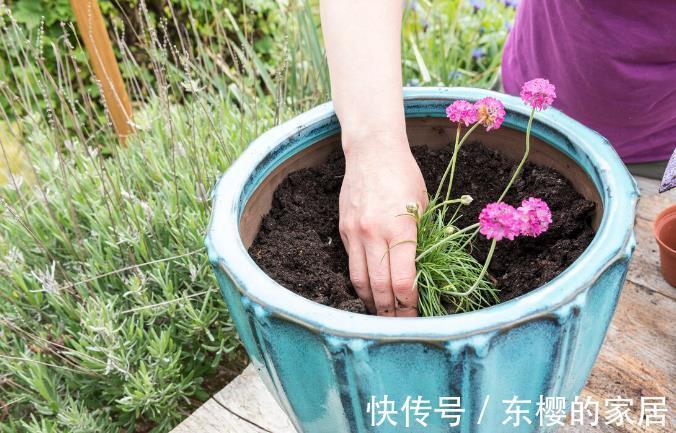 根系|花草换盆旺季来临,学会“三看三观察”,换盆就是小菜一碟