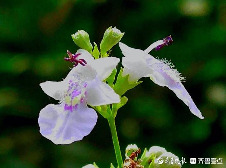 荆条|荆条开出紫色小花，清雅靓丽满枝头