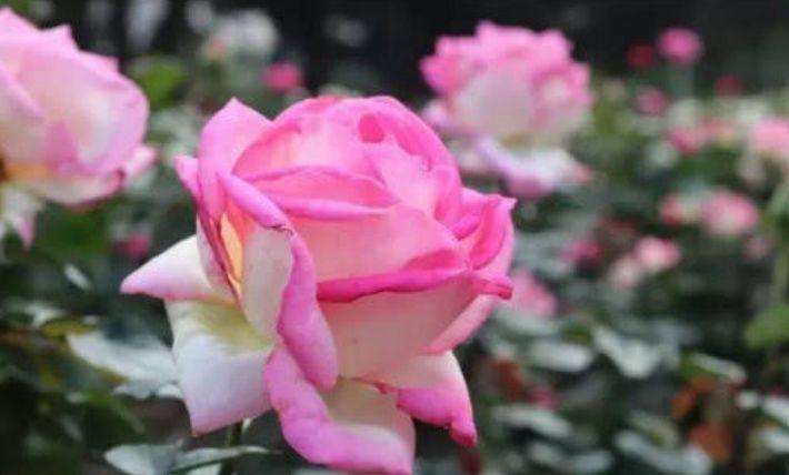 此款花草适合新手养殖，花姿妖娆，四季繁花似锦，美