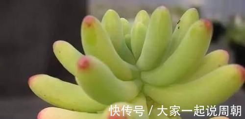 肉质|想要养多肉，又怕养死，这几种多肉好看又好养