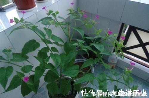 花盆|室内养花,有6个“禁忌”,犯1个也活不久,看你中了几个!