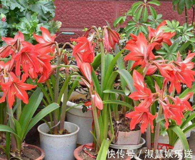 花友们|朱顶红不会养教你修剪,一年开两次花,花苞比月季还大,美!