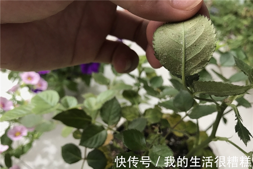 新买的月季小苗,4个关键处理好,根壮苗旺,卯足劲开花