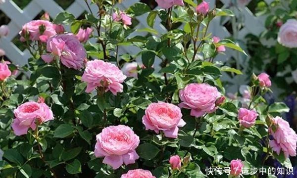 8款浓香月季推荐，种一棵满室飘香，喜欢快收藏