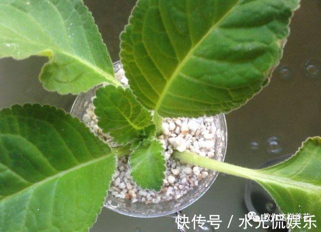 1种花超耐阴，一点散光就爆盆，花一开就是200多天！