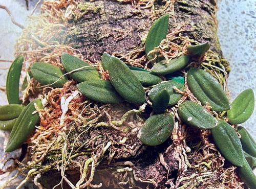 吃过年夜饭、走完亲戚，上海多座公园日游客量超过2万人次