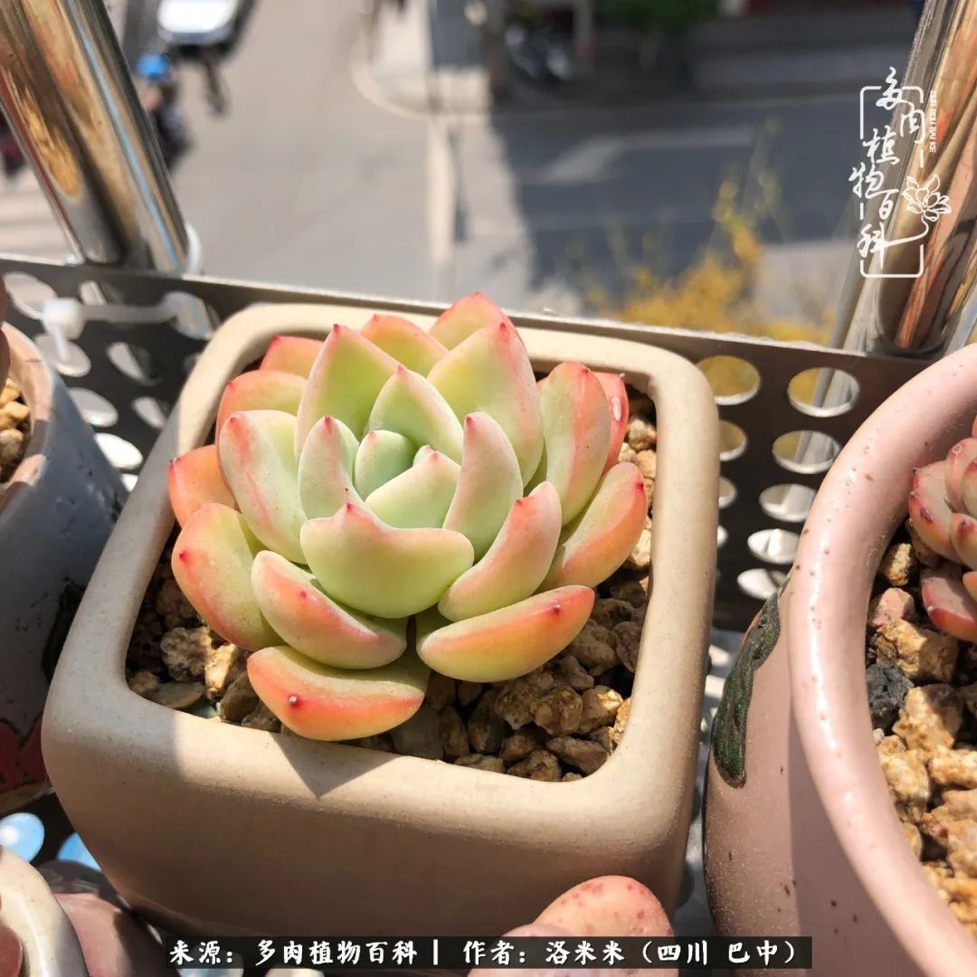 时间是多肉最好的滤镜！附个人养护经验！